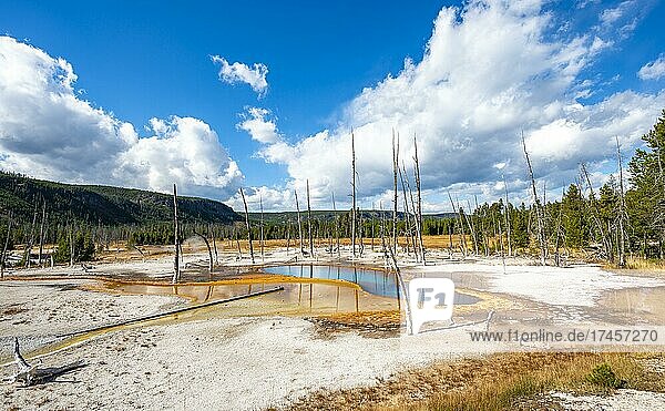 Abgestorbene Bäume am Opalescent Pool mit Mineralienablagerungen  Black Sand Basin  Yellowstone Nationalpark  Wyoming  USA  Nordamerika