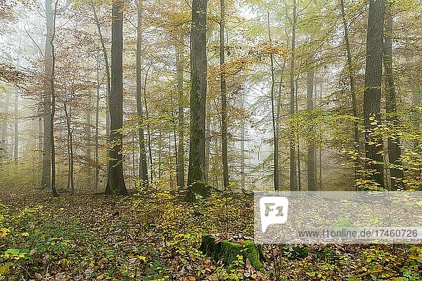 Buchenwald (Fagus) im Herbst  Nebel  Baden-Württemberg  Deutschland  Europa