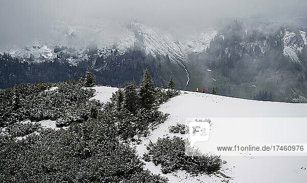Zwei Wanderer auf einem schneebedeckten Grad  Chiemgauer Alpen  Bayern  Deutschland  Europa