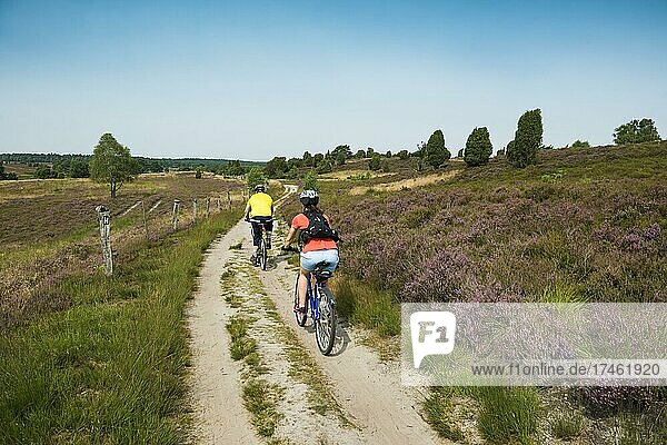 Flowering heath and hiking trail with cyclists  near Undeloh  Lüneburg Heath nature Park  Lower Saxony  Germany  Europe