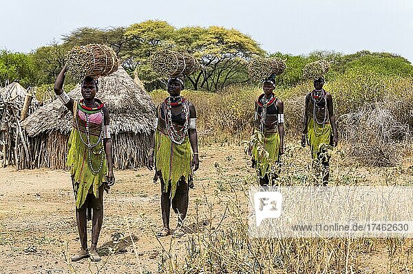 Girls with collected reeds on their heads on their way home  Toposa tribe  Eastern Equatoria  South Sudan  Africa