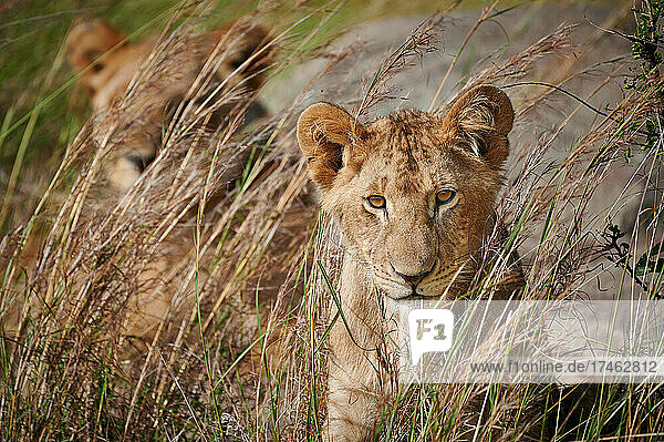 junger Löwe  Panthera Leo  Serengeti Nationalpark  UNESCO-Weltkulturerbe  Tansania  Afrika |young lion  Panthera leo  Serengeti National Park  UNESCO world heritage site  Tanzania  Africa|