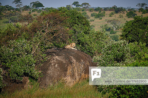 riesiger männlicher Löwe auf einem Kopje  Serengeti Nationalpark  UNESCO-Weltkulturerbe  Tansania  Afrika |huge male lion on a kopje  Serengeti National Park  UNESCO world heritage site  Tanzania  Africaa|