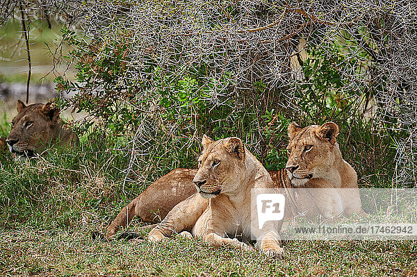 Loewinen (Loewe  Panthera leo) im Lake Manyara National Park  Mto wa Mbu  Tansania  Afrika |lioness (lion  Panthera leo) in Lake Manyara National Park  Mto wa Mbu  Tanzania  Africa|
