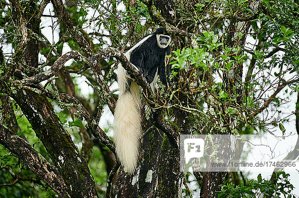 Mantelaffe oder Guereza (Colobus guereza)  Arusha Nationalpark  Tansania  Afrika |mantled guereza (Colobus guereza)  also known simply as the guereza  the eastern black-and-white colobus  or the Abyssinian black-and-white colobus  Arusha National Park  Tanzania  Africa|
