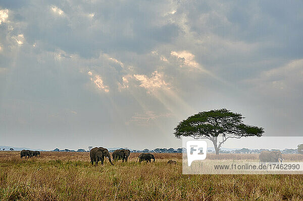 Landschaft mit einer Herde Afrikanischer Elefanten (Loxodonta africana) und Wolken mit Sonnenstrahlen  Serengeti National Park  Tansania  Afrika |Landscape with a herd of African elephants (Loxodonta africana) and clouds with sun rays  Serengeti National Park  Tanzania  Africa|