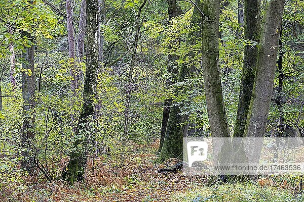 Herbst im Buchholzer Wald  Mönchengladbach  Deutschland  Europa
