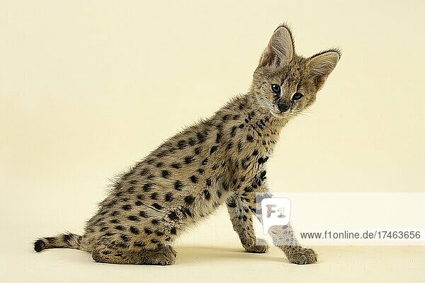 Serval (Leptailurus serval)  Jungtier  stützt sich auf  9 Wochen  captive  Studioaufnahme  Österreich  Europa