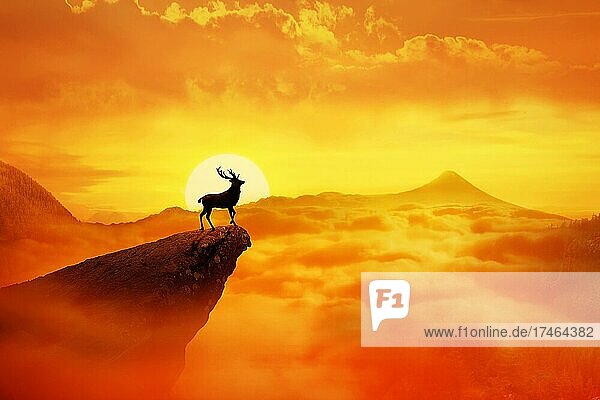 Silhouette eines einsamen Hirsches mit langen Hörnern  der auf einer Klippe vor orangefarbenem Sonnenuntergang steht. Dämmerung Himmel über den Wolken in den Bergen. Wildes Leben Landschaft Szene Bildschirmschoner