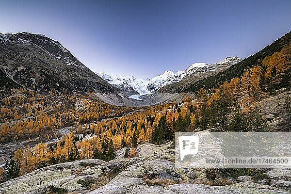 Autumn larch forest in front of Morteratsch glacier  Bernina group with Piz Bernina  Piz Palü  Pontresina  Engadine  Grisons  Switzerland  Europe