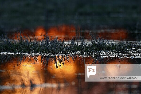Spiegelung des Sonnenaufgangs auf einer überstauten Wiese im Winter im Auwald,  Biosphärenreservat Mittlere Elbe,  Dessau-Roßlau,  Sachsen-anhalt,  Deutschland,  Europa
