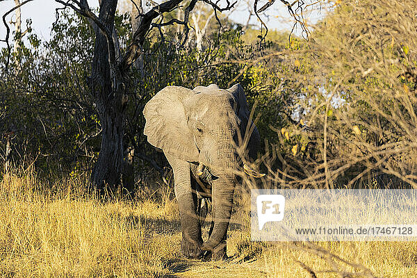Ein einzelnes Tier  loxodonta africanus  ein ausgewachsener afrikanischer Elefant.