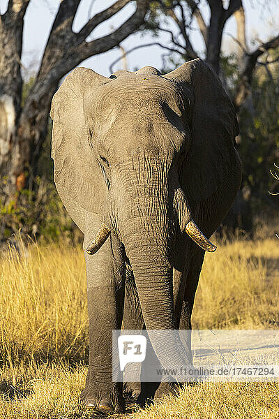 Ein einzelnes Tier  loxodonta africanus  ein ausgewachsener afrikanischer Elefant.