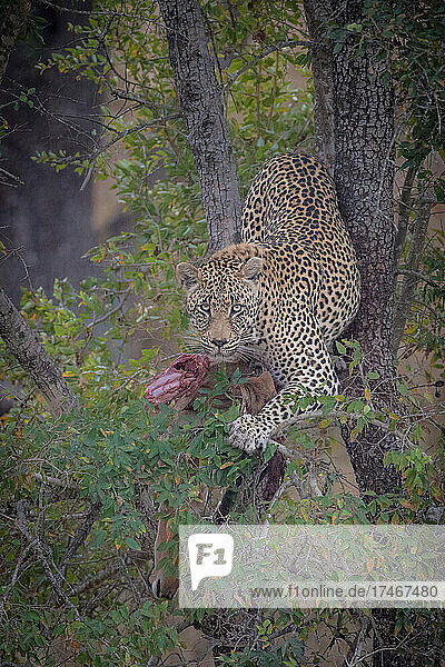 Ein Leopard  Panthera pardus  liegt in einem Baum  Wald im Vordergrund