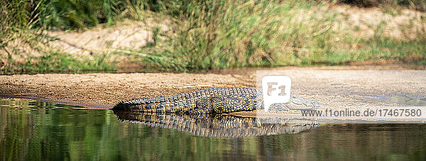 Ein Nilkrokodil  Crocodylus niloticus  sonnt sich am Ufer eines Flusses