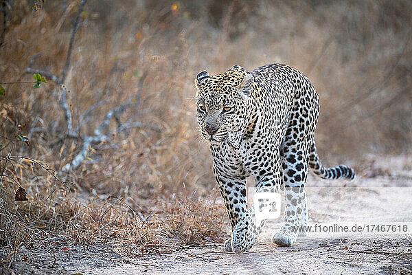 Ein Leopard  Panthera pardus  läuft mit angelegten Ohren einen Feldweg entlang  im Hintergrund trockenes braunes Gras