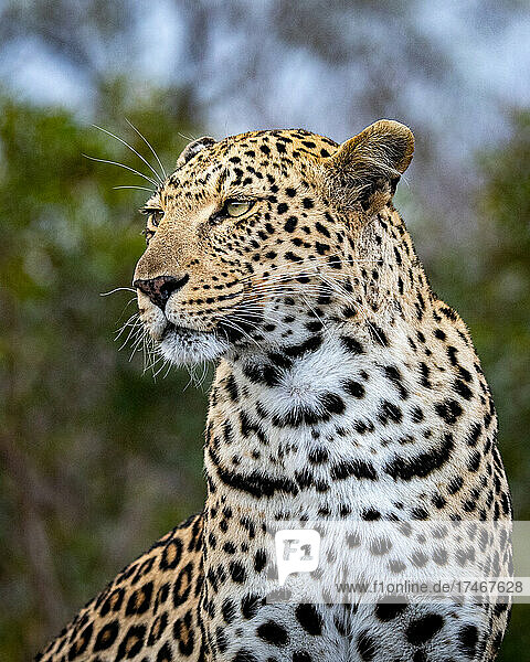 Porträt eines weiblichen Leoparden  Panthera pardus  der aus dem Rahmen schaut