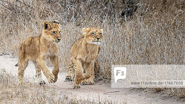 Zwei Löwenjunge  Panthera leo  laufen auf einem Feldweg durch trockenes Gras