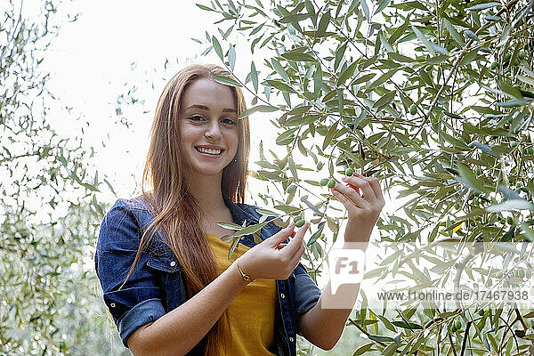 Beautiful woman with redhead picking olives from tree at countryside