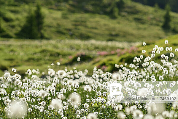 Cotton grass flowers at Biosphere Park  Carinthia  Austria