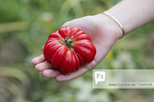 Female farmer holding fresh heirloom tomato in garden