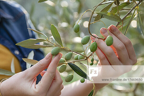 Woman picking fresh olives from tree