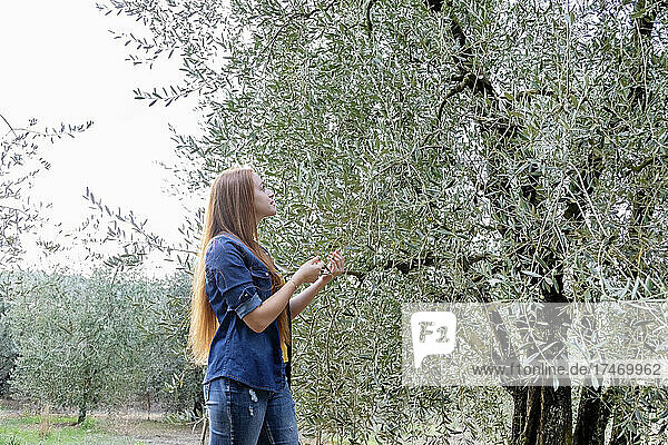 Young woman with long hair looking at olive tree
