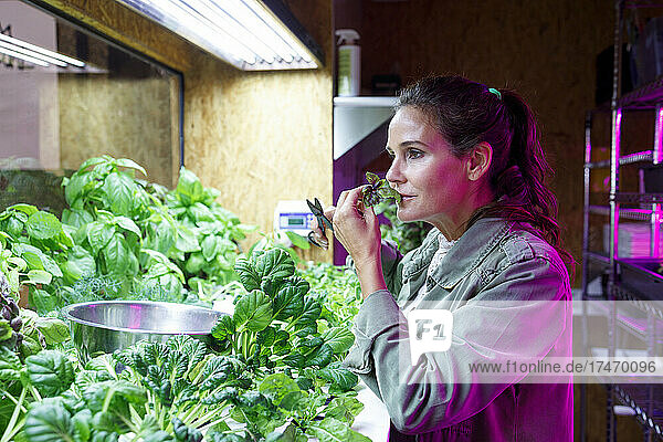 Female entrepreneur smelling leaves in greenhouse