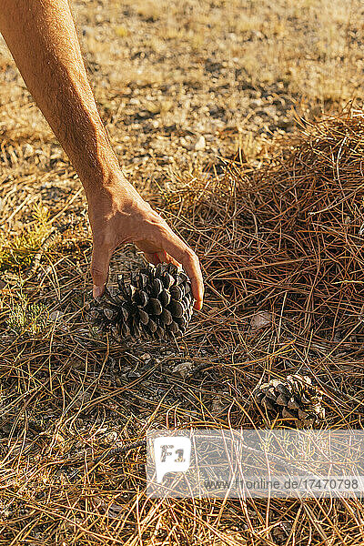 Man picking up pine cone during sunny day