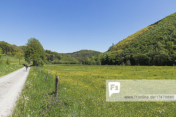 Man walking on footpath by spring field  Simmerath  Eifel  North Rhine Westphalia  Germany