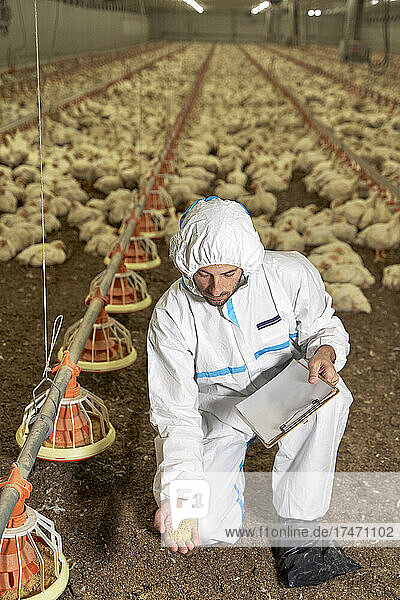 Man examining food of chicken in factory