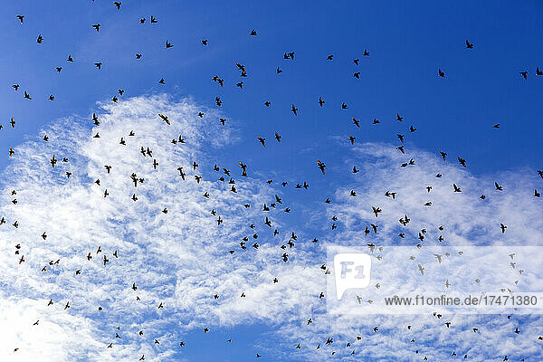 Flock of starlings flying against sky