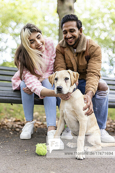 Cheerful young couple stroking dog in public park