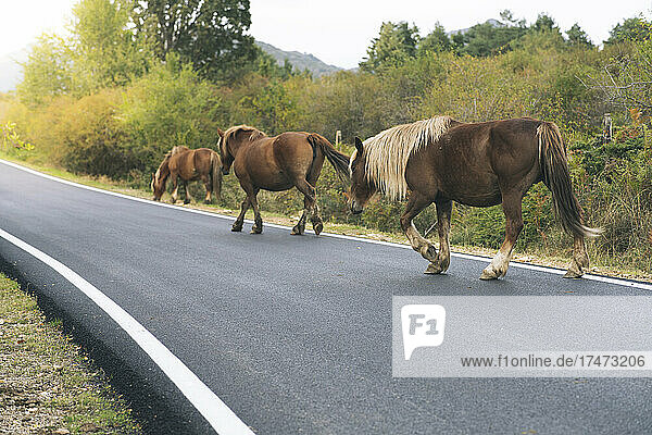 Horses walking on road