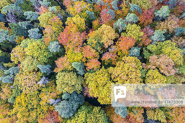 Drone view of mixed autumn forest