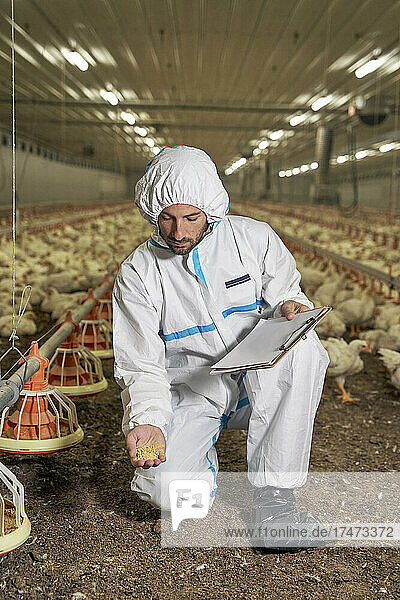 Man in protective suit examining food of chicken at production factory