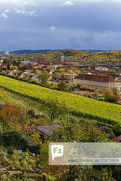 Germany  Bavaria  Wurzburg  Grombuhl vineyards in autumn with townhouses in background