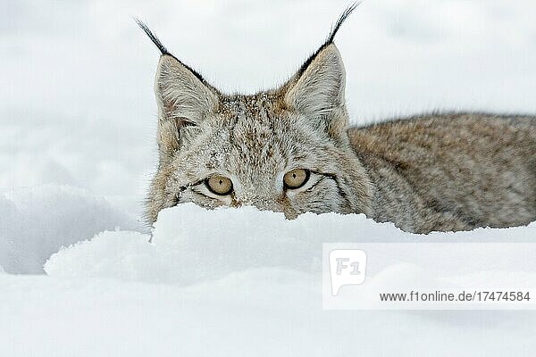 Eurasischer Luchs (Lynx lynx)  Tierporträt  captive  Tierpark Sababurg  Hofgeismar  Hessen  Deutschland  Europa