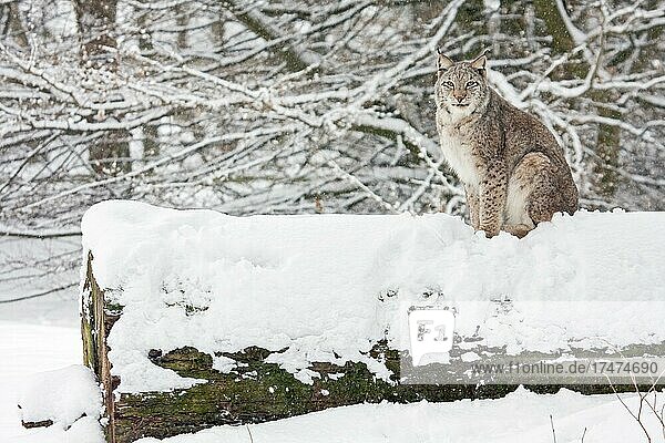 Eurasischer Luchs (Lynx lynx),  sitzt auf schneebedecktem Totholz,  captive,  Tierpark Sababurg,  Hofgeismar,  Hessen,  Deutschland,  Europa
