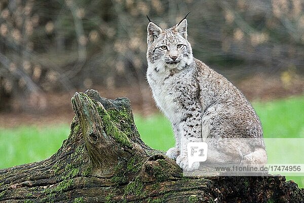 Eurasischer Luchs (Lynx lynx)  weiblich  sitzt auf Totholz  captive  Tierpark Sababurg  Hofgeismar  Hessen  Deutschland  Europa