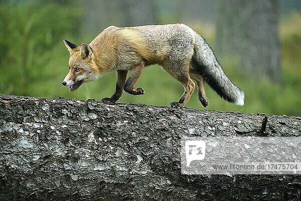 Red fox (Vulpes vulpes) walking on a tree trunk  Czech Republic  Europe