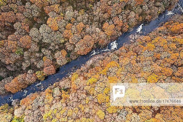 Blick von oben auf den Fluss Dart und den Wald aus einer Drohne in Herbstfarben,  Dartmoor Park,  Devon,  England,  Großbritannien,  Europa