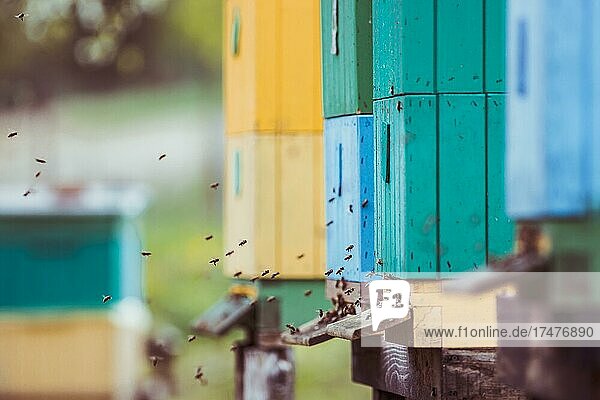 Bienen (Apis mellifera)  fliegen vor einem Bienenstock  Podkarpackie  Polen  Europa