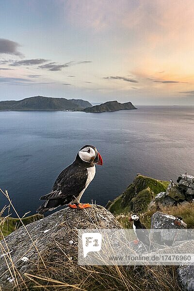 Papageitaucher (Fratercula arctica) steht auf Fels,  Insel Runde,  Norwegen,  Europa