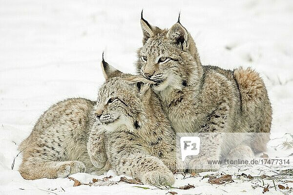 Zwei Luchse (Lynx lynx)  Jungtiere  liegen auf schneebedecktem Boden  captive  Tierpark Sababurg  Hofgeismar  Hessen  Deutschland  Europa