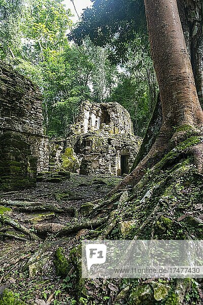 Archeological Maya site Yaxchilan in the jungle of Chiapas  Mexico  Central America