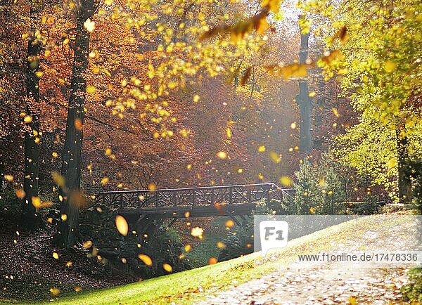Fallende Herbstblätter im Park Bois de la Cambre, Brüssel, Belgien, Europa
