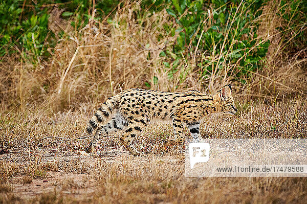 Serval Jungtier (Leptailurus serval)  Serengeti National Park  Tansania  Afrika |Serval cub (Leptailurus serval)  Serengeti National Park  Tanzania  Africa|
