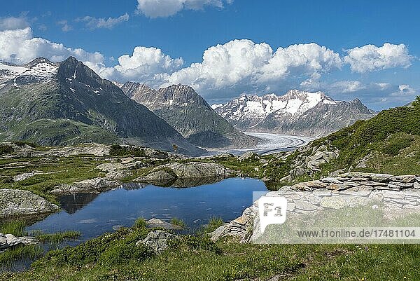 Kleiner Bergsee mit Weltnaturerbe Aletschgletscher im Hintergrund  Riederalp  Wallis  Schweiz  Europa