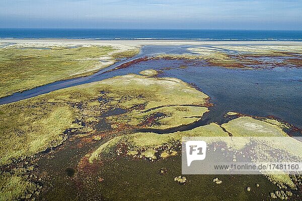 Salt marshes on the North Sea  island  Lower Saxony Wadden Sea National Park  Spiekeroog  Lower Saxony  Germany  Europe